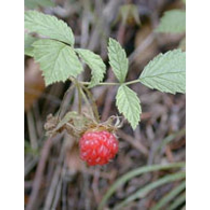 MSA RUBUS IDAEUS GTT 50ML HERBOP