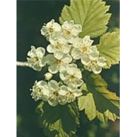 TSA CRATAEGUS OXYCANTHIA 50ML TSA CRATAEGUS OXYCANTHIA 50ML