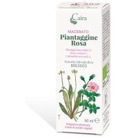 CAIRA M PIANTAGG ROSA MC 50ML