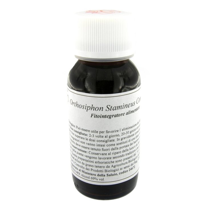 VILLA STODDARD 65S ORTHOSIPHON