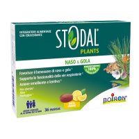 STODAL PLANTS LIMONE 36PAST
